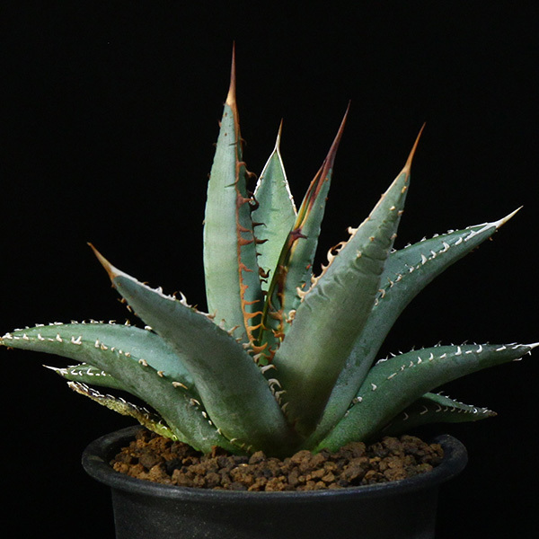 新品】【帝釈天】 アガベ パープソラム 3号 26 PP Agave purpusorum