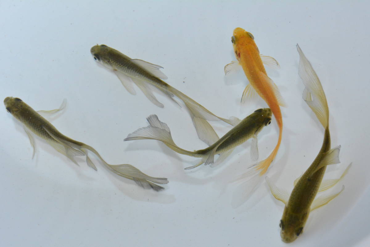 【伊達めだか 】鉄魚（テツギョ）特選澄黒　１匹（羽衣系） 伊達めだか 鉄魚（テツギョ）特選赤黒１匹（羽衣系）