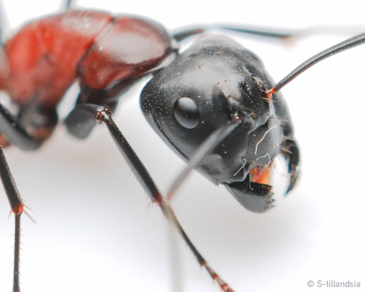 新品 S Ant Camponotus Obscuripes ムネアカオオアリ 女王アリ 飼育ケースセット Type C Wide の落札情報詳細 ヤフオク落札価格情報 オークフリー スマートフォン版