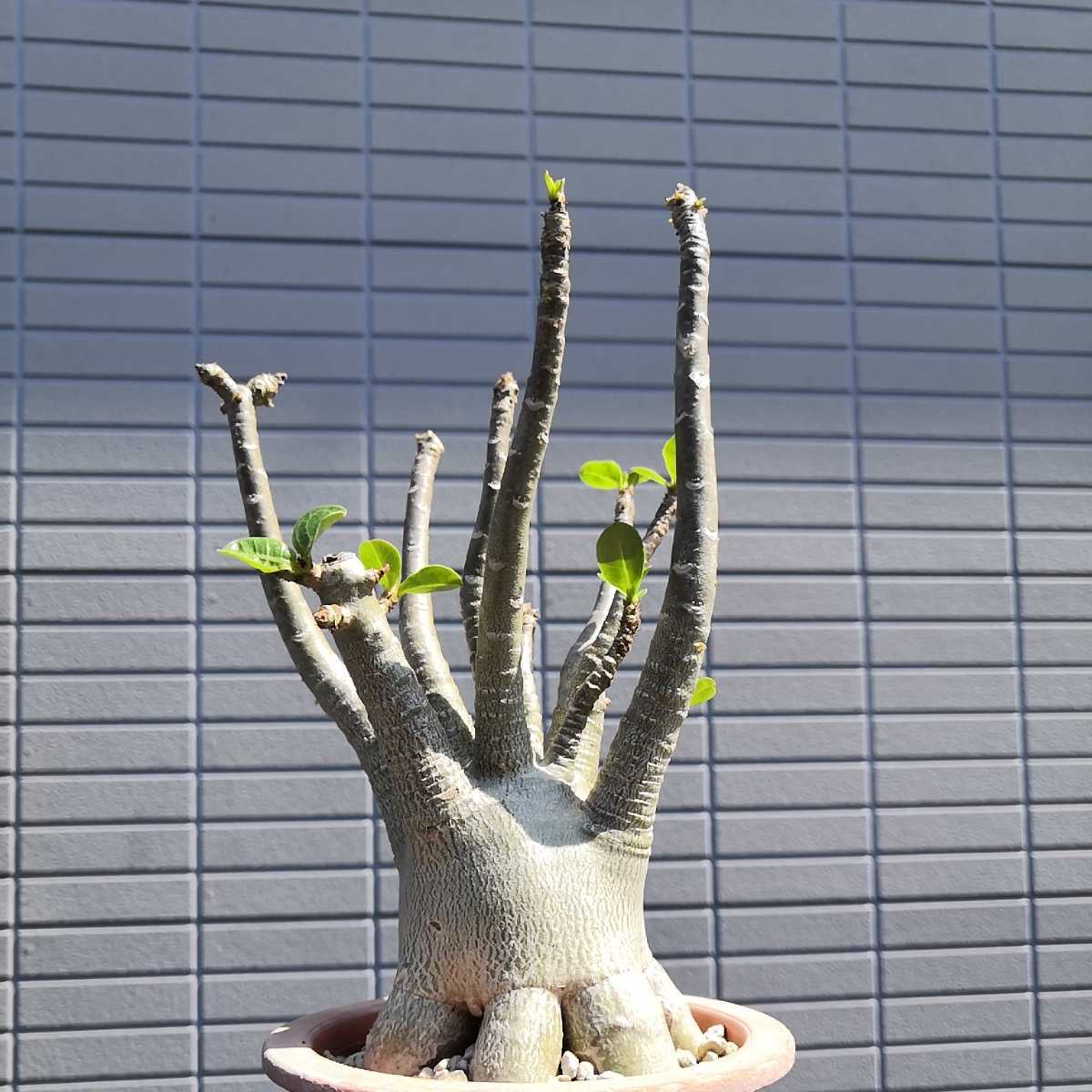 9. Adenium swazicum アデニウム スワジカム スワジクム 塊根植物