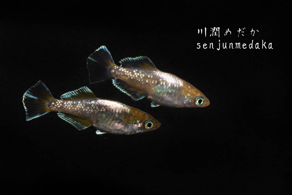 エメラルドフィン めだか【SOLDOUT】(垂水様直系個体 グリーンタイプ