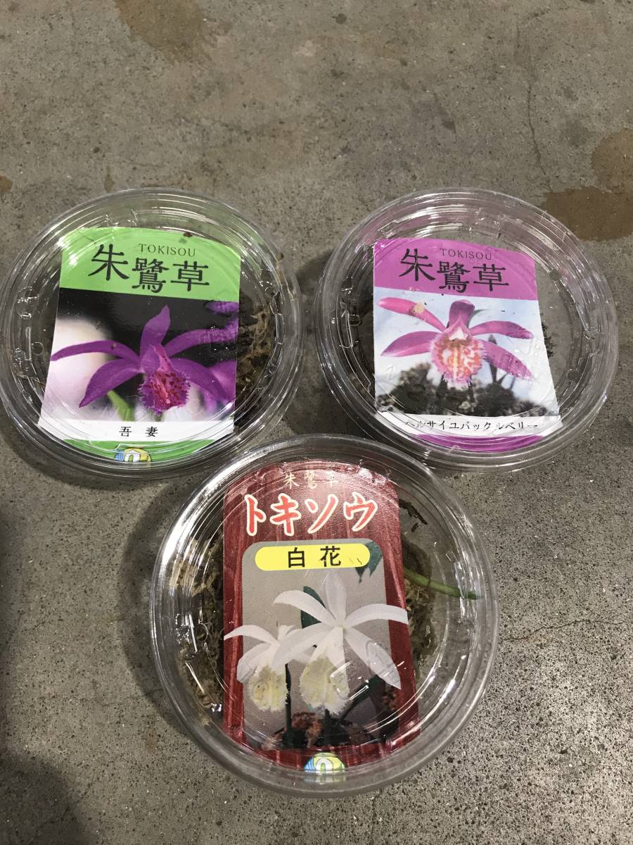 朱鷺草 トキソウ 吾妻 ベルサイユバックルベリー 白花 球根3個 送料無料 同梱ok 名古屋発 の落札情報詳細 ヤフオク落札価格情報 オークフリー スマートフォン版