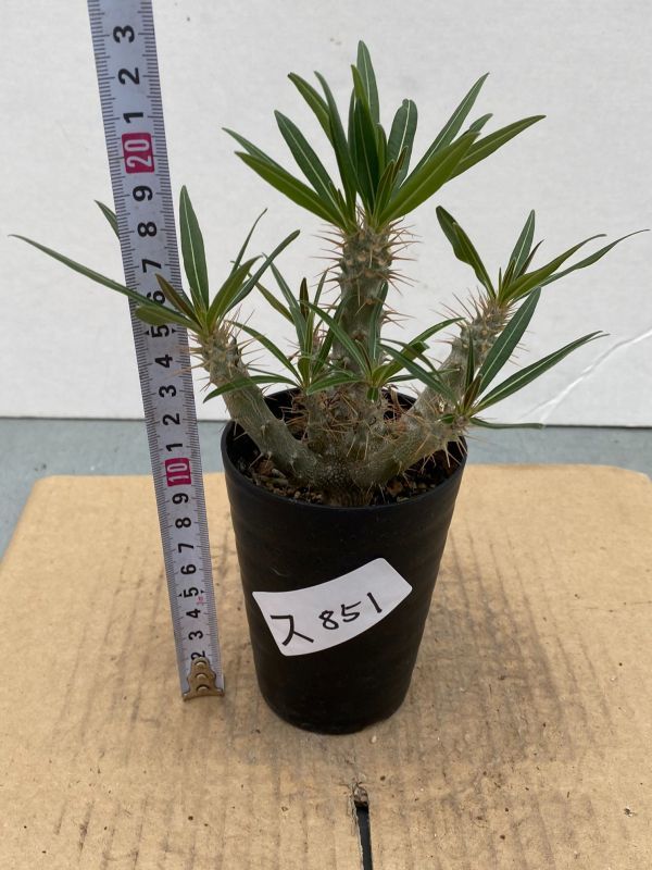 新品 ス851 塊根植物 実生 パキポディウム グラキリス 枝分かれ多数 種から発芽 有望株 コーデックス Pachypodium の落札情報詳細 ヤフオク落札価格情報 オークフリー スマートフォン版