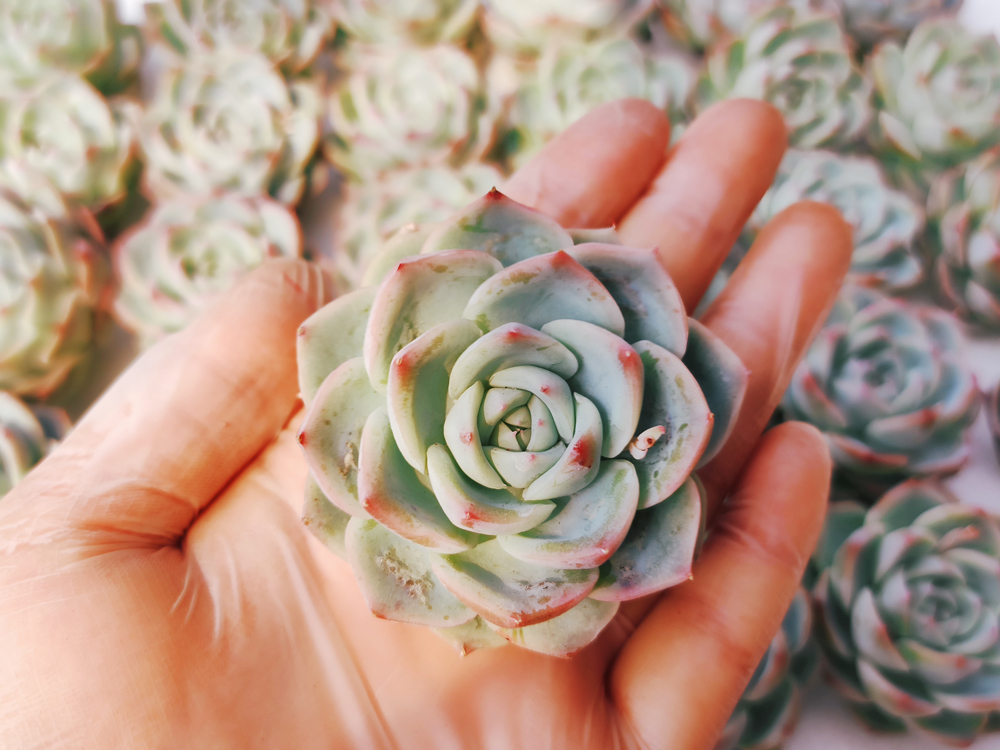 新品 多肉植物 エケベリア 韓国 J176ピンククリスタルローズ 個 の落札情報詳細 ヤフオク落札価格情報 オークフリー スマートフォン版