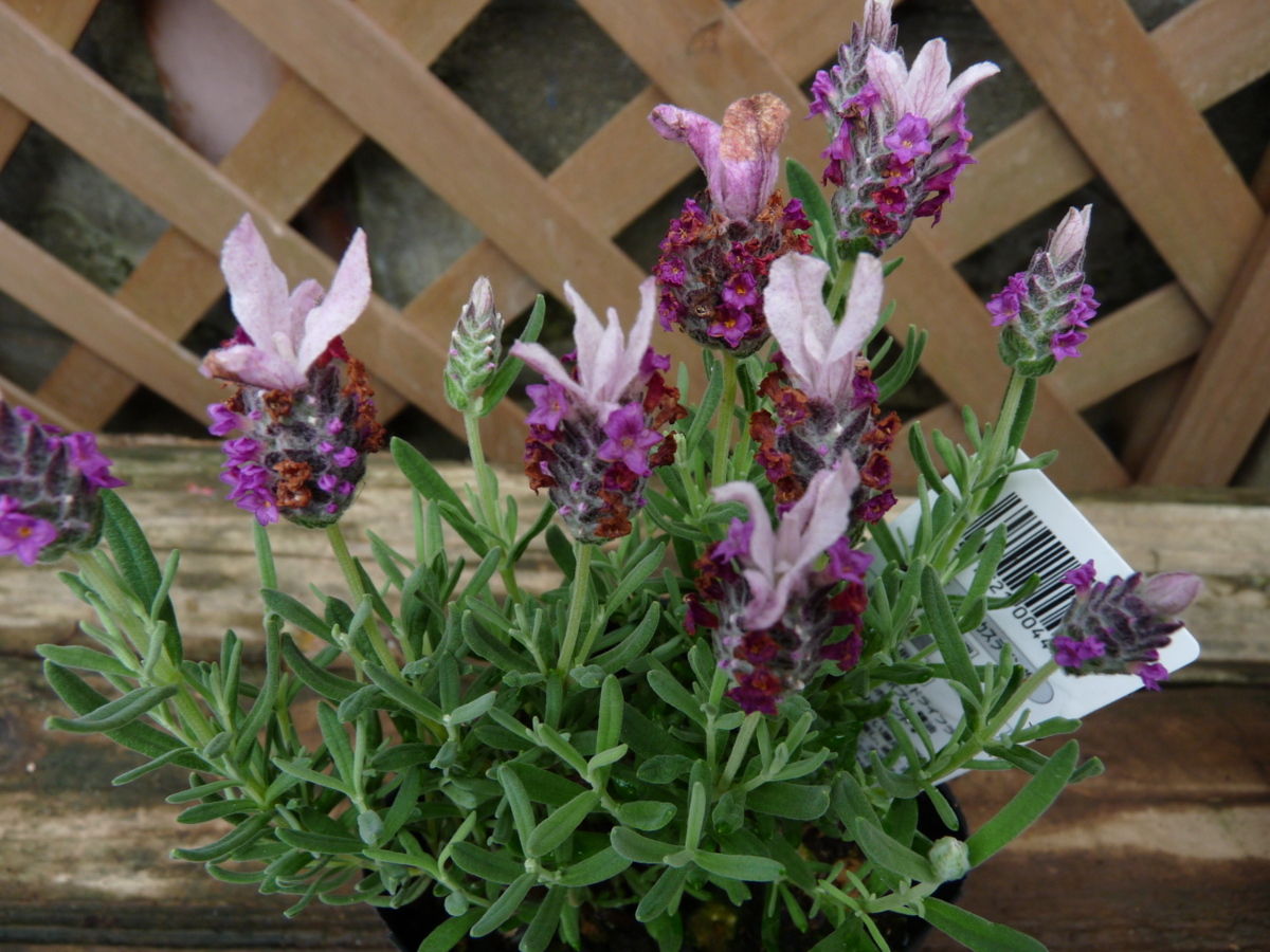 新品 フランシスハーブ ストエカスラベンダー フレンチラベンダー 3号 現品 新入荷 同梱可能 66 の落札情報詳細 ヤフオク落札価格情報 オークフリー スマートフォン版