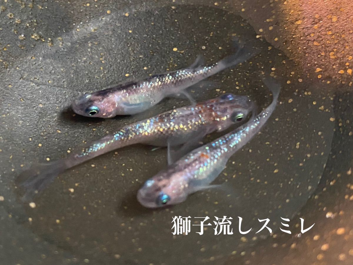 新品】獅子流しスミレ めだか メダカ 有精卵10＋αの落札情報詳細