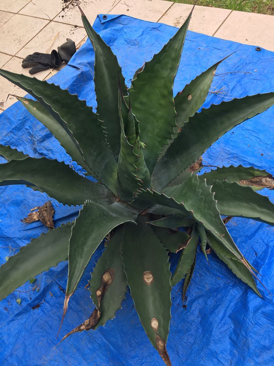 耐寒性アガベ リップルエフェクト◇斑入りドライガーデン南国