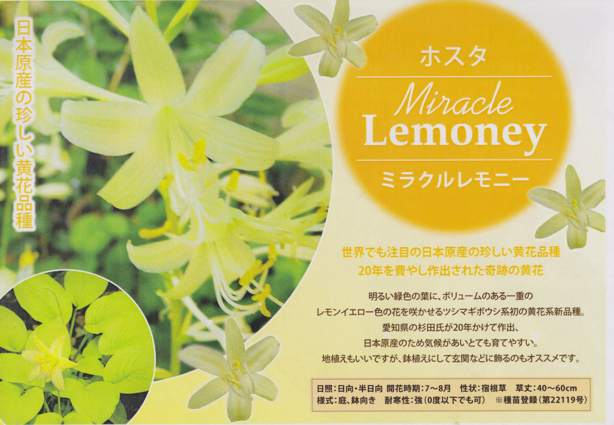 山野草～黄花！ギボウシ　ミラクルレモニー開花苗