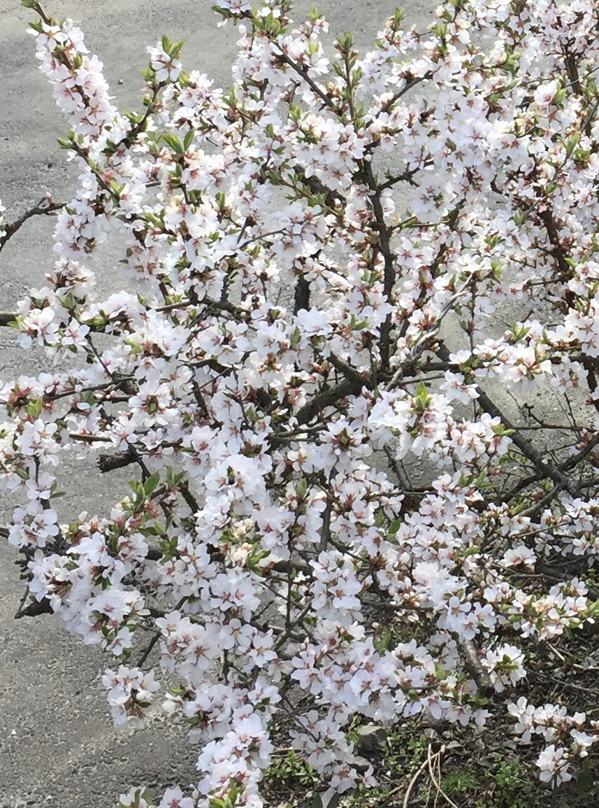梅桃 ユスラウメ 挿し穂 ７本 桜に似た花 低木 山桜桃梅 バラ科 桜族 庭木 盆栽 庭園 クリックポスト発送 の落札情報詳細 ヤフオク落札価格情報 オークフリー スマートフォン版