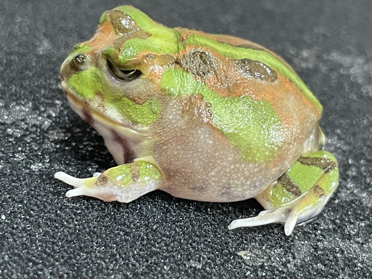 チャコガエル CBベビー 30 チャコガエル CBベビー 15