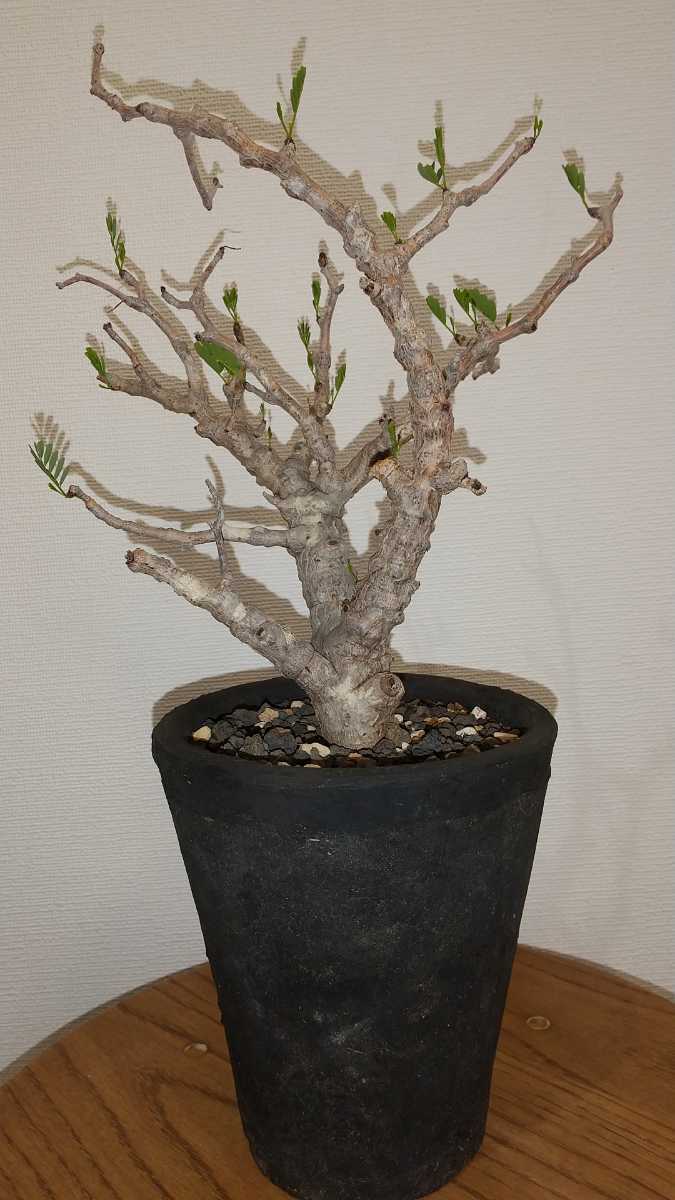 発根済 センナメリディオナリス 鉢付 検索コミフォラ パキポディウム グラキリス オペルクリカリア パキプス サボテン 塊根植物 の落札情報詳細 ヤフオク落札価格情報 オークフリー スマートフォン版