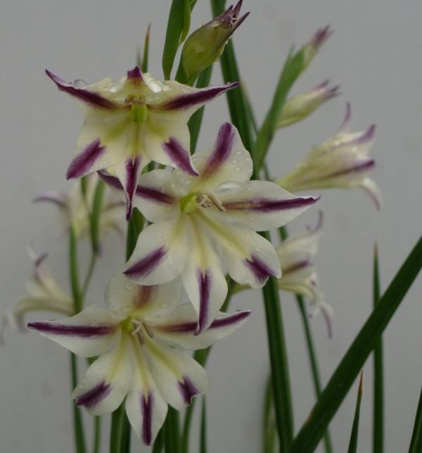 新品 スプリンググラジオラス サザンクロスの球根 10g 2 6球 の落札情報詳細 ヤフオク落札価格情報 オークフリー スマートフォン版