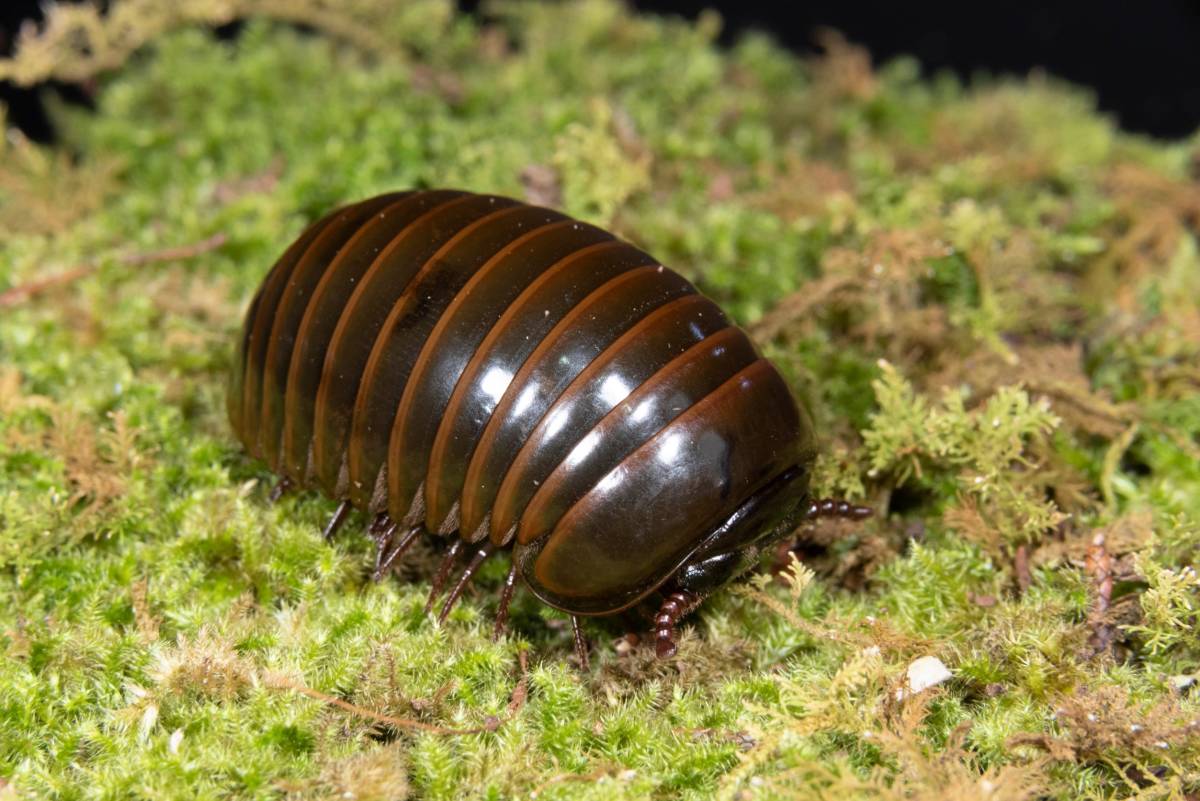 新品 グリーンオレンジ 1匹 タマヤスデ ダンゴムシ の落札情報詳細 ヤフオク落札価格情報 オークフリー スマートフォン版