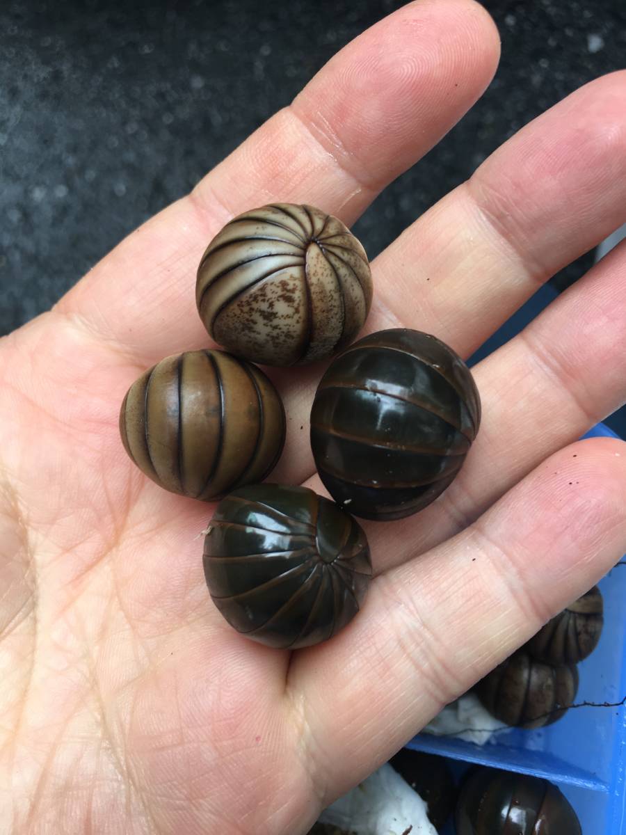 新品 グリーンオレンジ 1匹 タマヤスデ ダンゴムシ の落札情報詳細 ヤフオク落札価格情報 オークフリー スマートフォン版