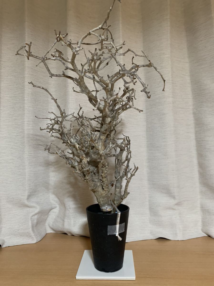 発根管理中 センナメリディオナリス 大株 検 パキプス パキポディウム コミフォラ ユーフォルビア オトンナ アガベ Invisibleink の落札情報詳細 ヤフオク落札価格情報 オークフリー スマートフォン版