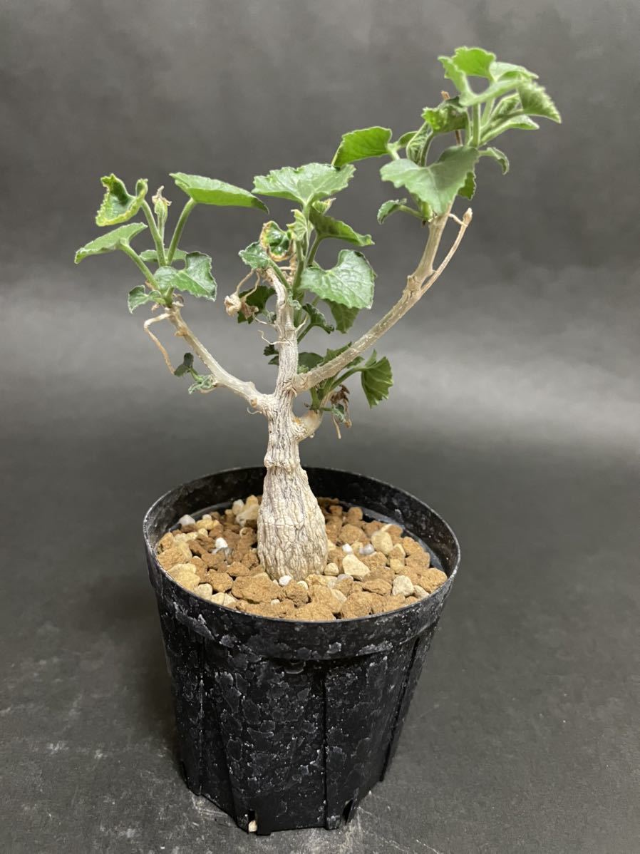 現品】【発根済】コミフォラ・アフリカーナ 7号 d37