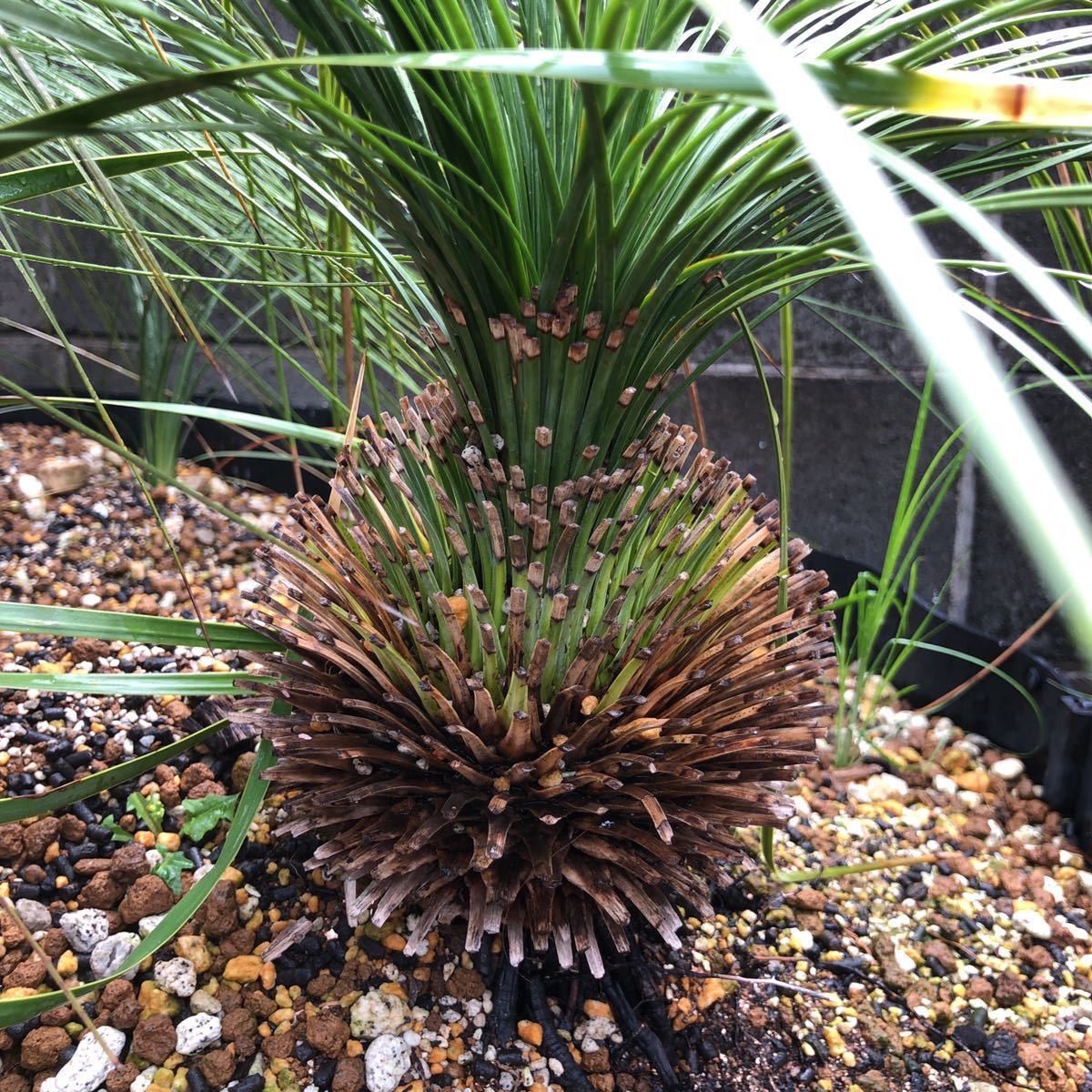 クサントロエア グラウカ Xanthorrhoea Glauca グラスツリー ブラックボーイ の落札情報詳細 ヤフオク落札価格情報 オークフリー スマートフォン版