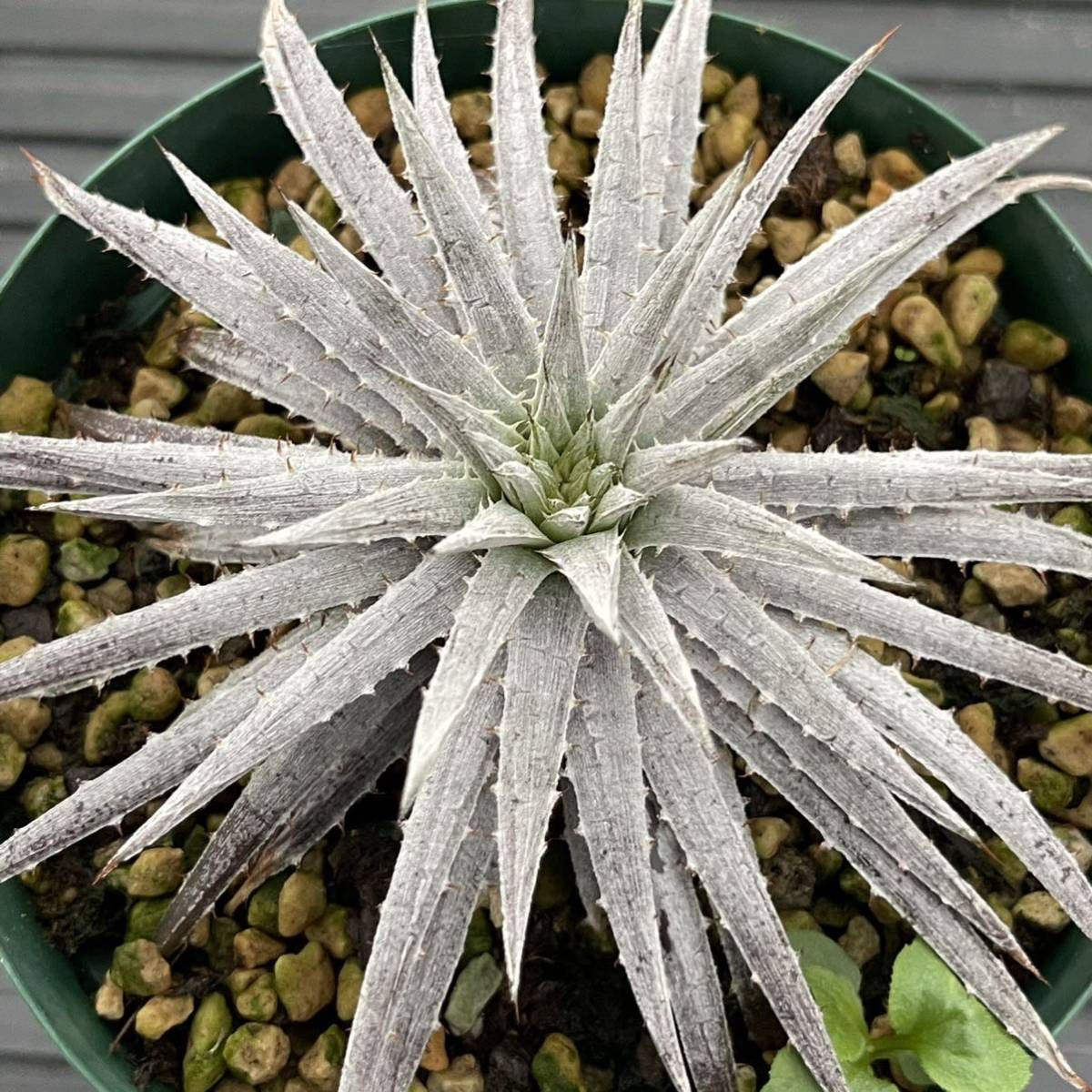 ディッキア ソミスライツ Dyckia Somis Lights 【公式通販】