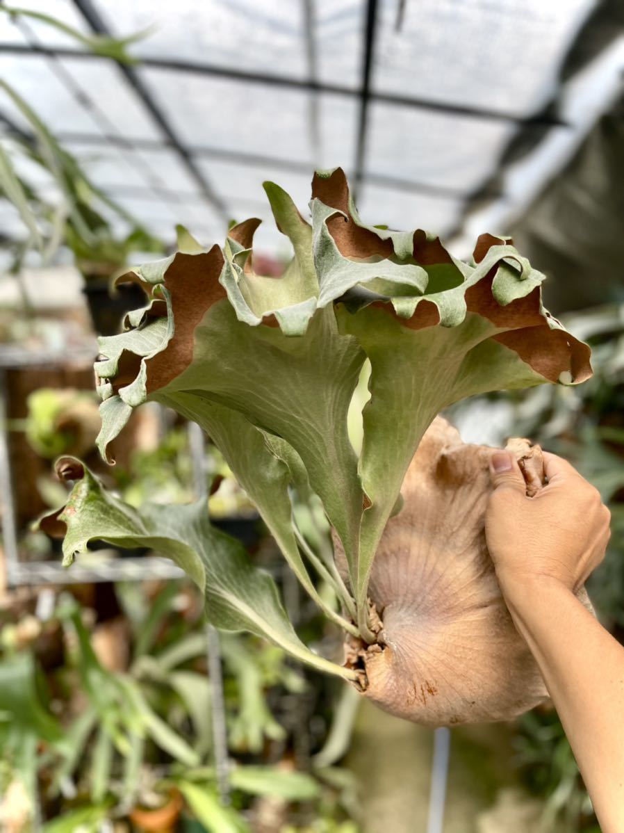 khunphon yot ♯14 クンポン ビカクシダ 子株 株分け 画像更新 未使用