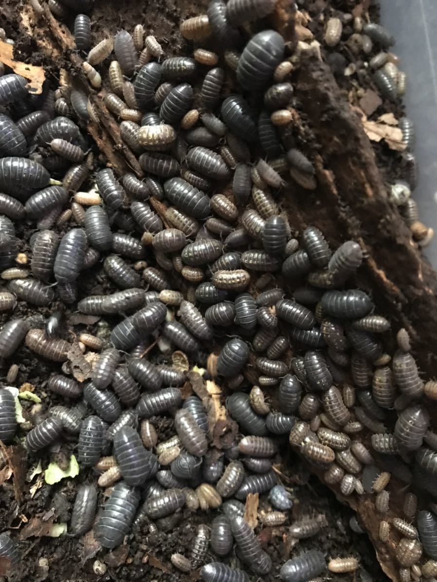 未使用 ダンゴムシ 300匹 エサ用 送料370 オカダンゴムシ 爬虫類の餌 エサ の落札情報詳細 ヤフオク落札価格情報 オークフリー スマートフォン版