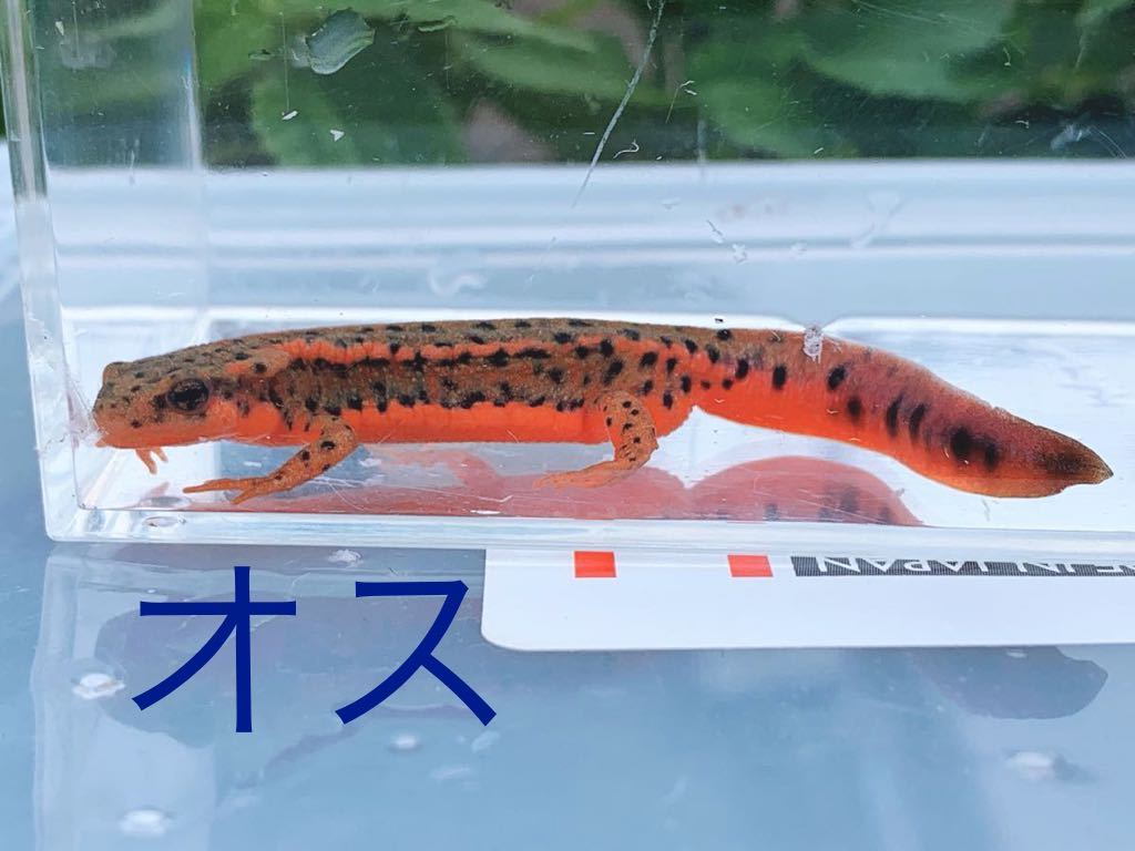 アカハライモリ 福江島