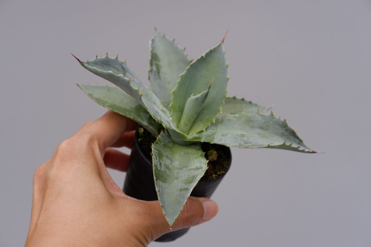 未使用】アガベ ナサビオラム 実生株 Agave nussaviorum の落札情報