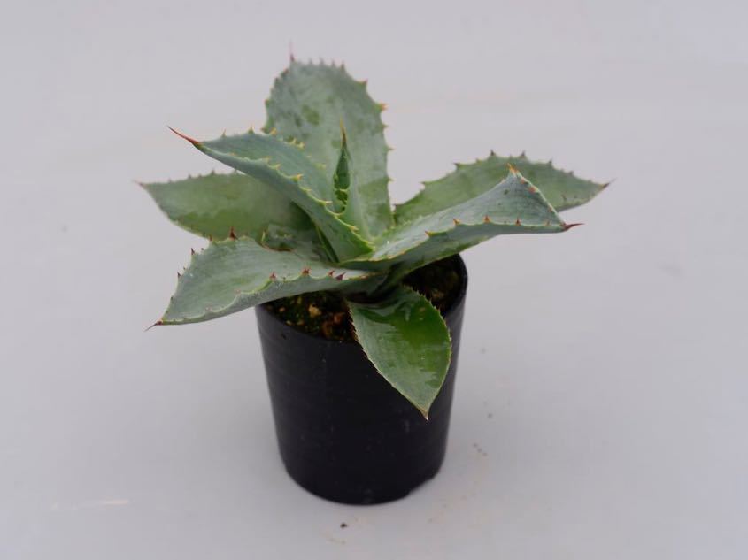 未使用】アガベ ナサビオラム 実生株 Agave nussaviorum の落札情報