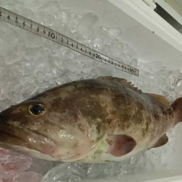超高級魚 クエ アラ モロコ 2 3キロ 対馬 天然 激安 オススメ お得 刺し身 鍋 Villaaldamaver Gob Mx