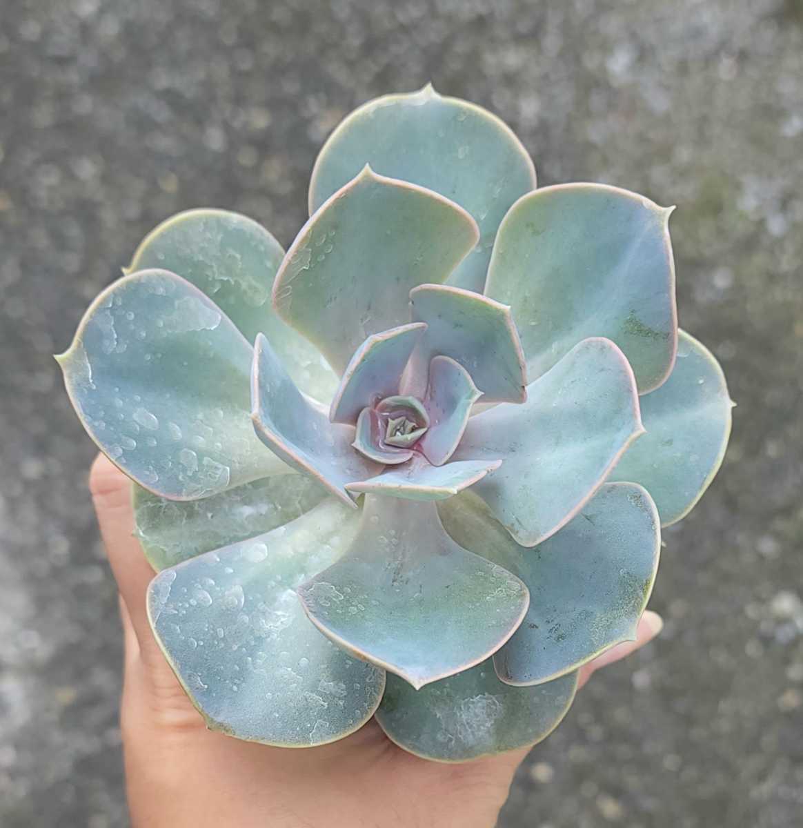 Top エケベリア 30個セットwk019 Mix カット 多肉 多肉植物 寄せ植え 韓国 激安セール 30個セットwk019