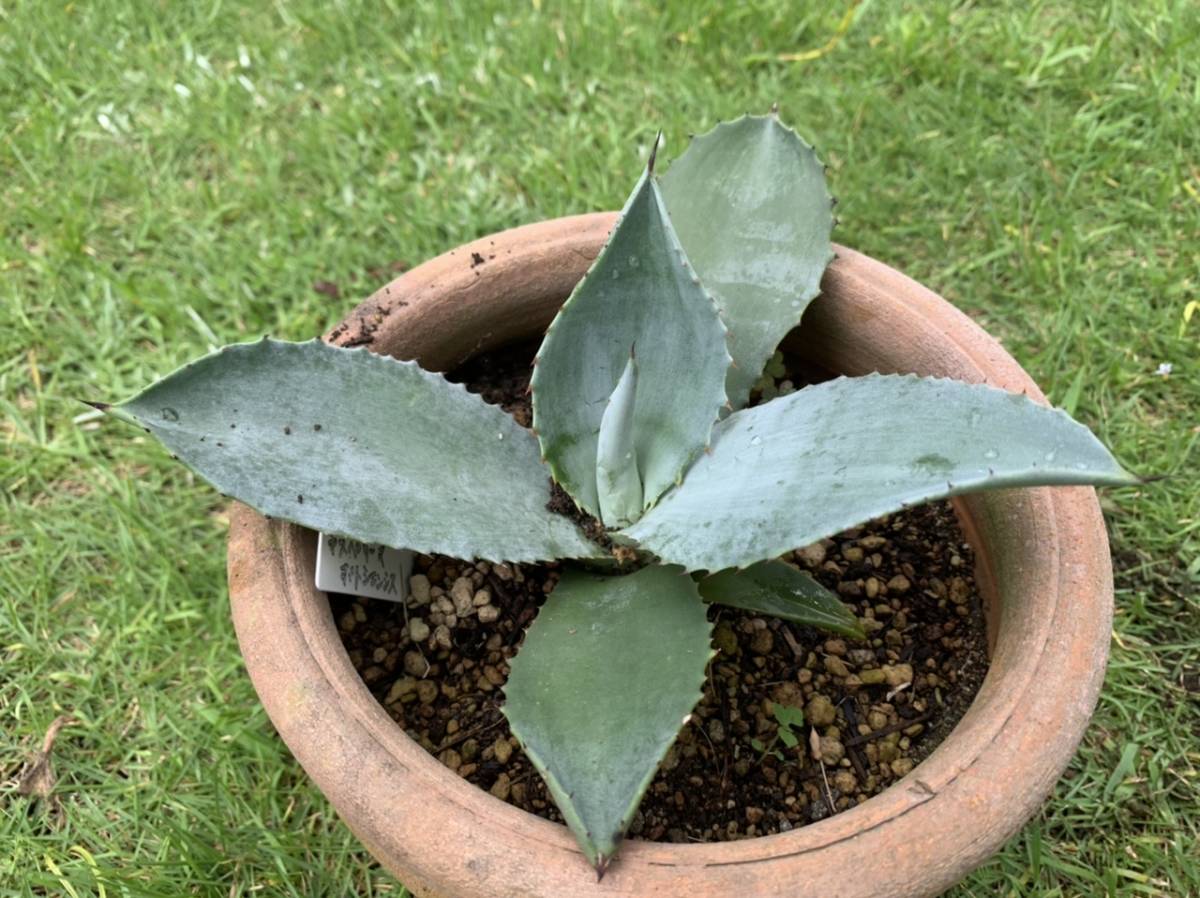 極耐寒性アガベ アスペリーマ ポトシエンシス大株◇ドライガーデン南国