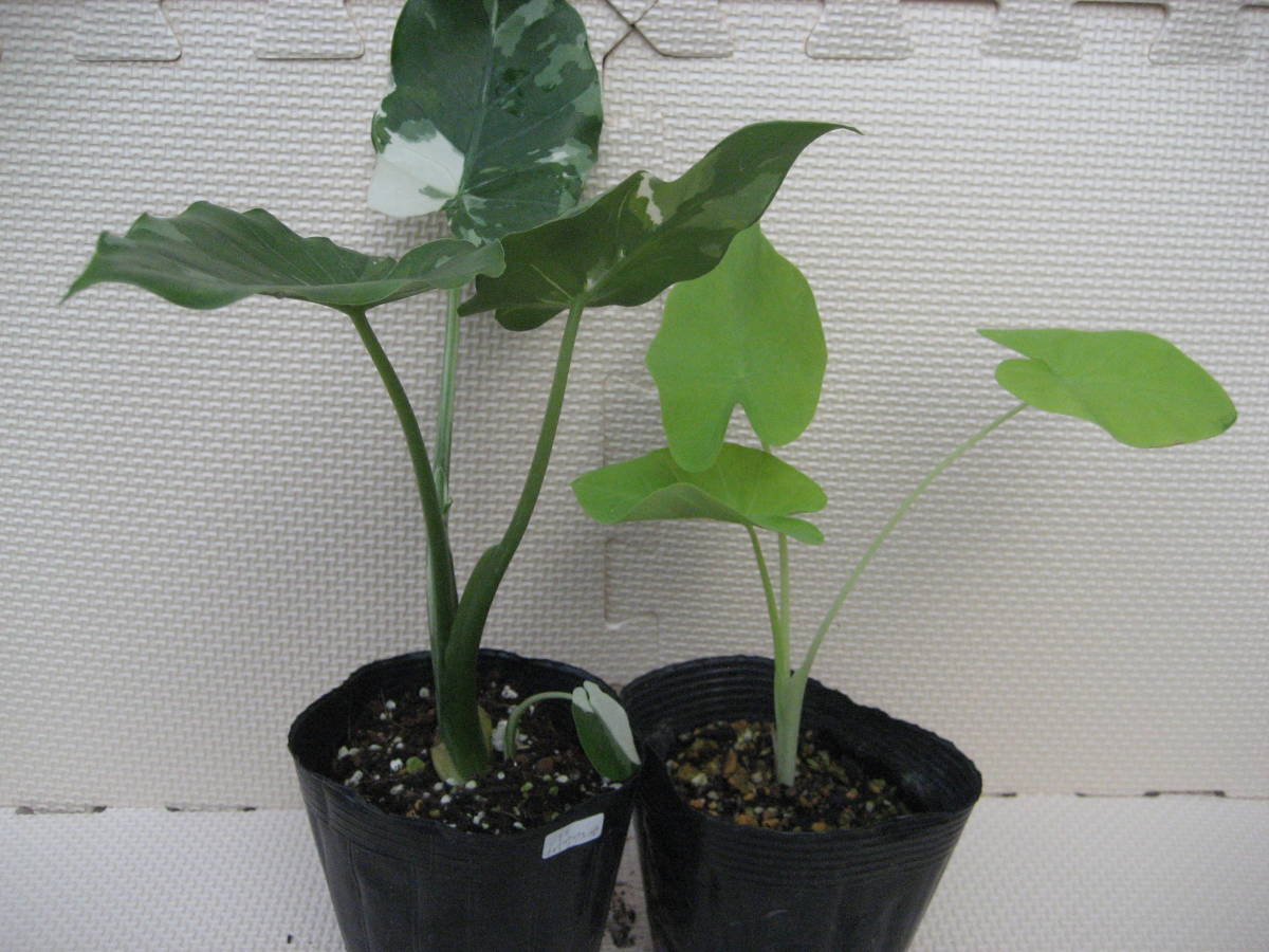 国内正規品 大きくなります 斑入りクワズイモ２株 コロカシア アロカシア５株 計７株 苗です 送料無料 揃えて飾ったらインパクト大 Tripsters Tips