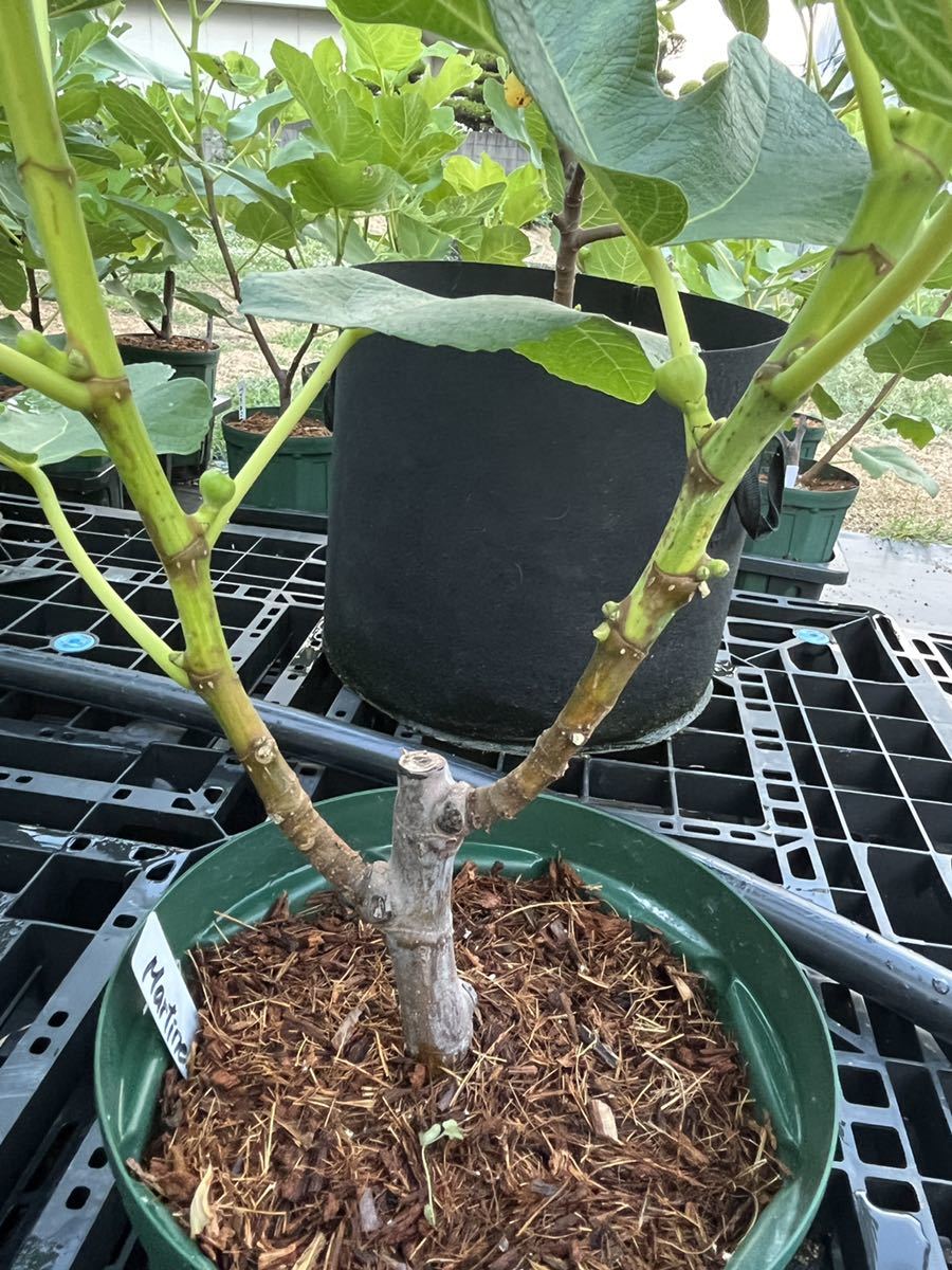 BIFFARO ZEUS イチジクの挿し木苗