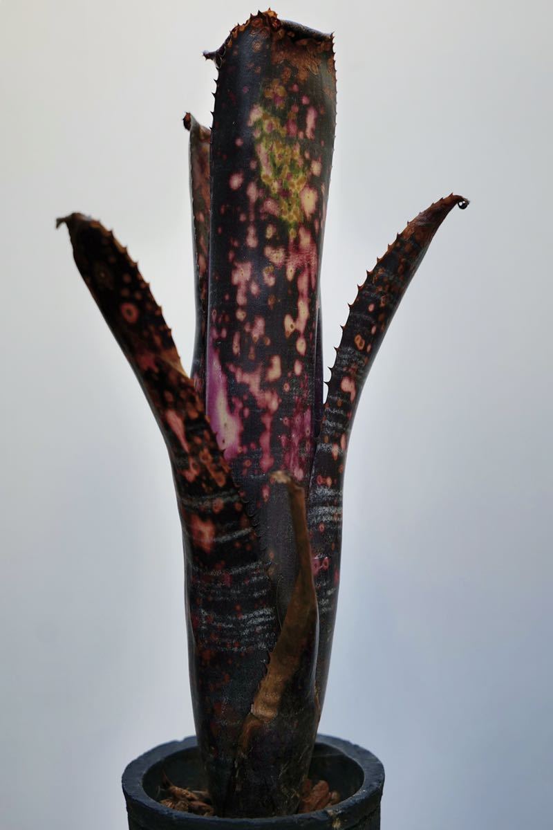 ①BILLBERGIA 'Obi-Wan' ビルベルギア オビワン 【公式通販】