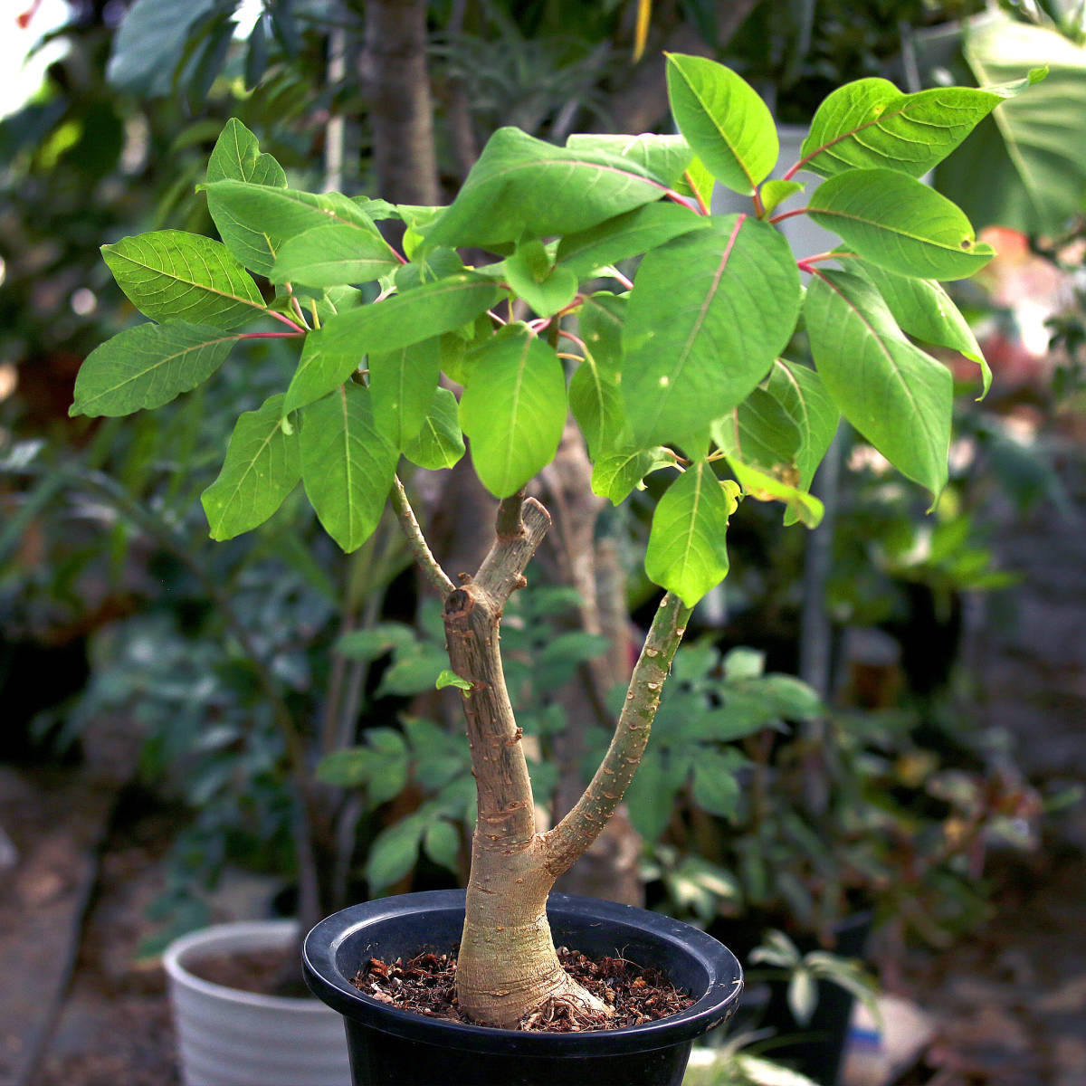 ペット植物 オンブー