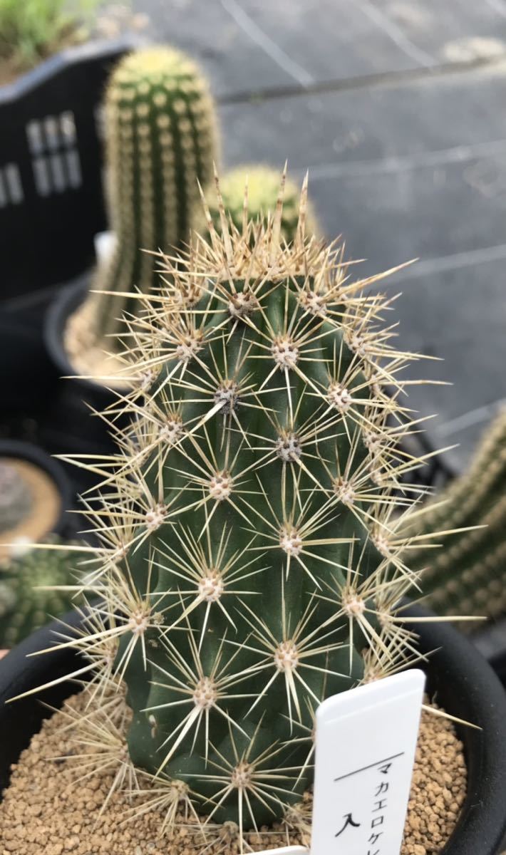 現品】サボテン・入鹿 いるか（ステノケレウス・エルカ）「這う悪魔