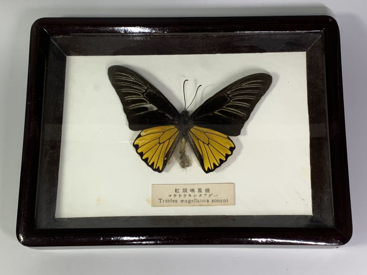 蝶標本　アグリアス2種セット 2 未展翅品】 アグリアスXプレポナ ハイブリッド その2 蝶標本 昆虫標本