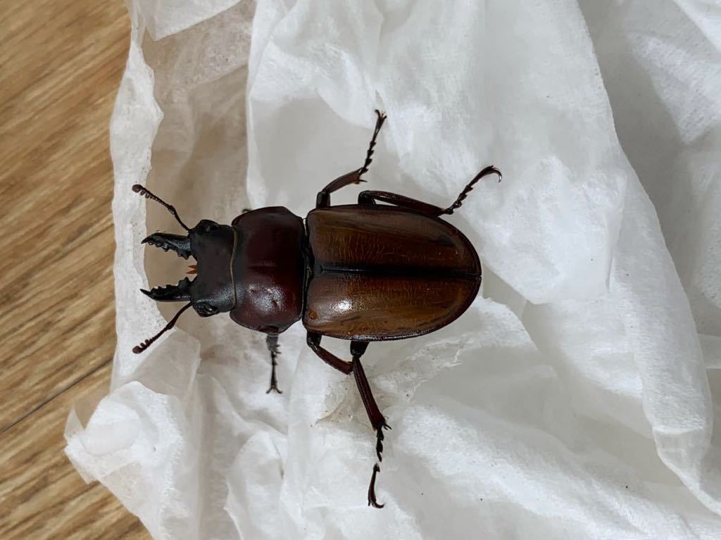 チャイロマルバネクワガタ ペア 石垣島野底産 チャイロマルバネ マルバネ