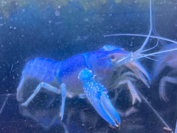 コバルトクラーキー ヤングペア！！ キーチェーン コバルトヤドクガエル \u2013 WWFジャパン PANDA SHOP