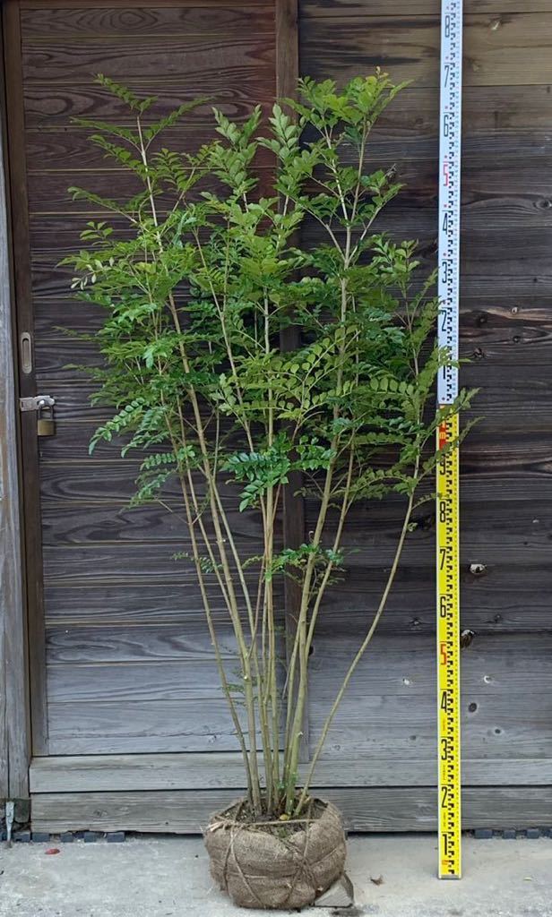 引き取り限定 シマトネリコ 株立ち H2.4m 素敵なシンボルツリー ☆シマトネリコ株立ち☆ H2.4m 39