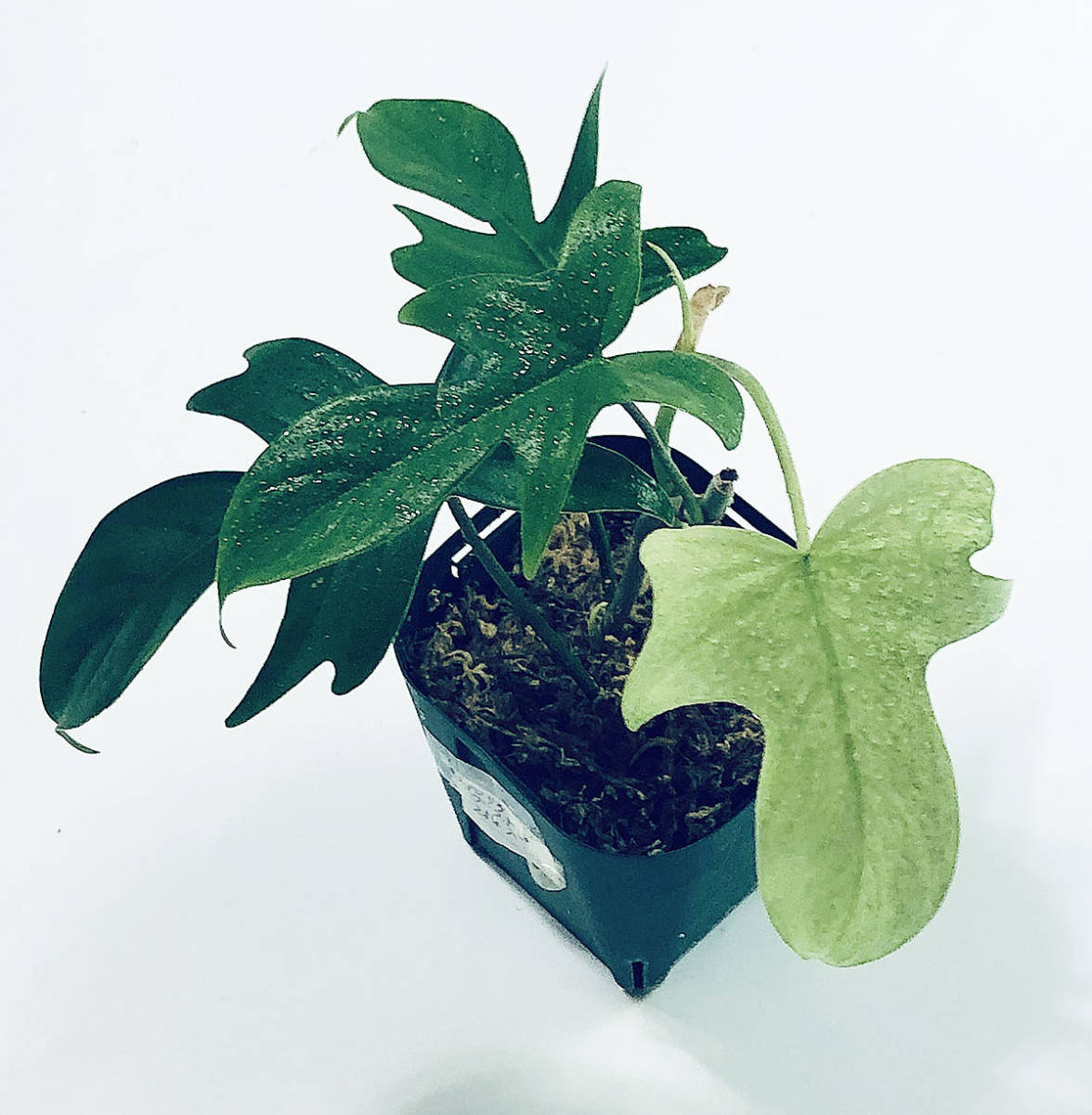 フィロデンドロン フロリダビューティー 斑入り2 希少 ハイブリッド