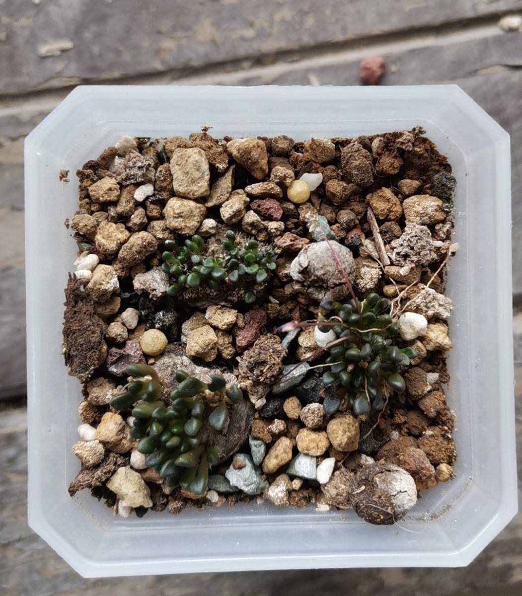 アナカンプセロス コンプトニーAnacampseros comptonii 多肉植物 塊根植物