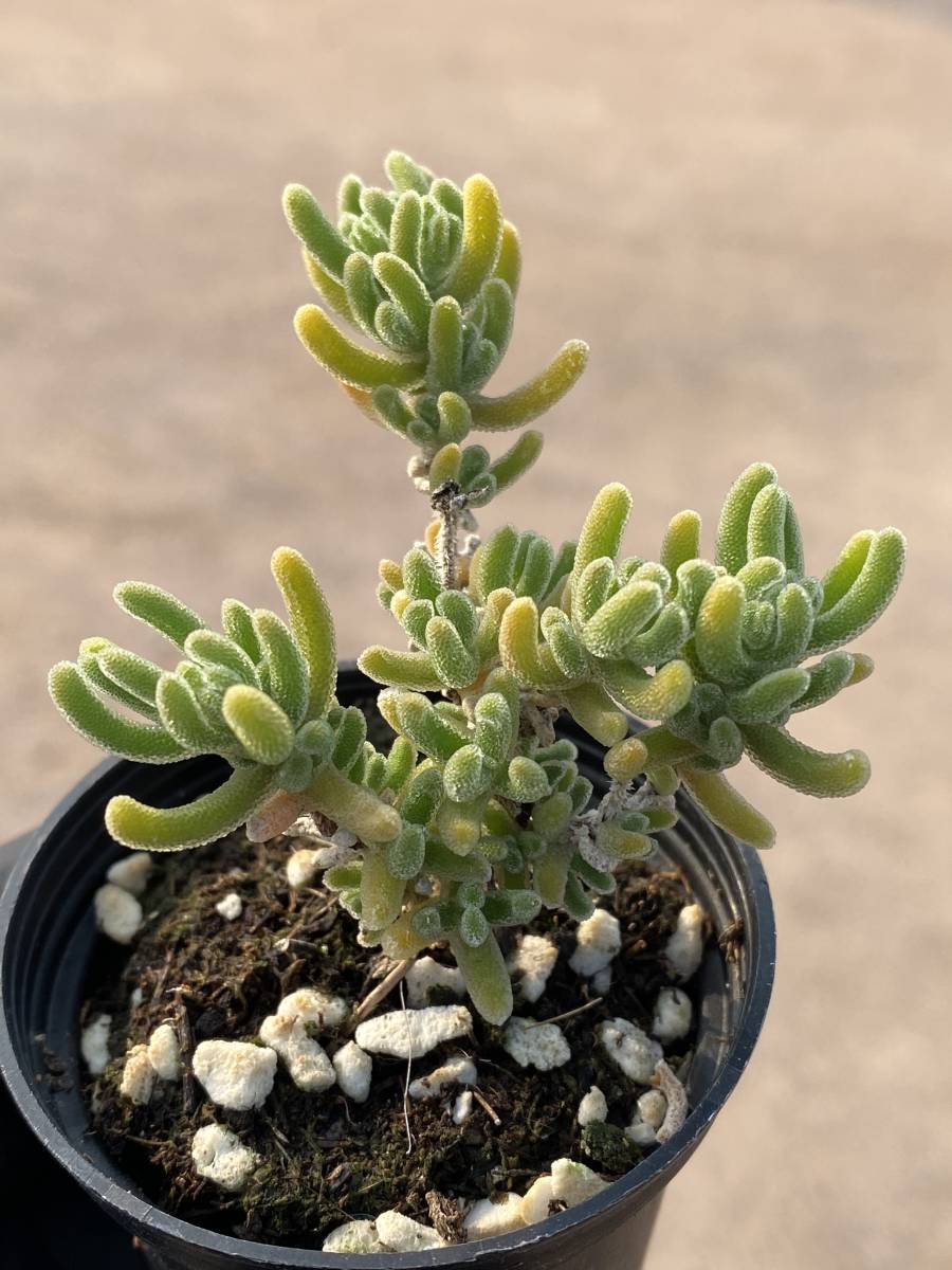 多肉植物 大型大輪花サボテン リバーバンク （実生親木) 1株限定 未使用に近い】650多肉植物 エケベリア 25株Dicrocaulon  ramulosum (L.Bolus) Ihlenf 25株 超美苗 サボテン 観葉植物 花 園芸の落札情報詳細 -  Yahoo!オークション落札価格検索 オークフリー