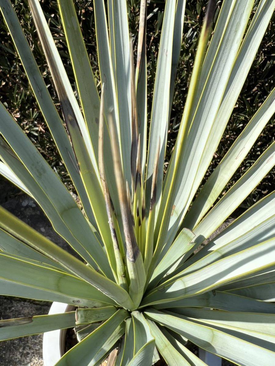 ユッカ リギダ 極太 シルバーブルー ユッカ リギダ 高品質 おまかせ便