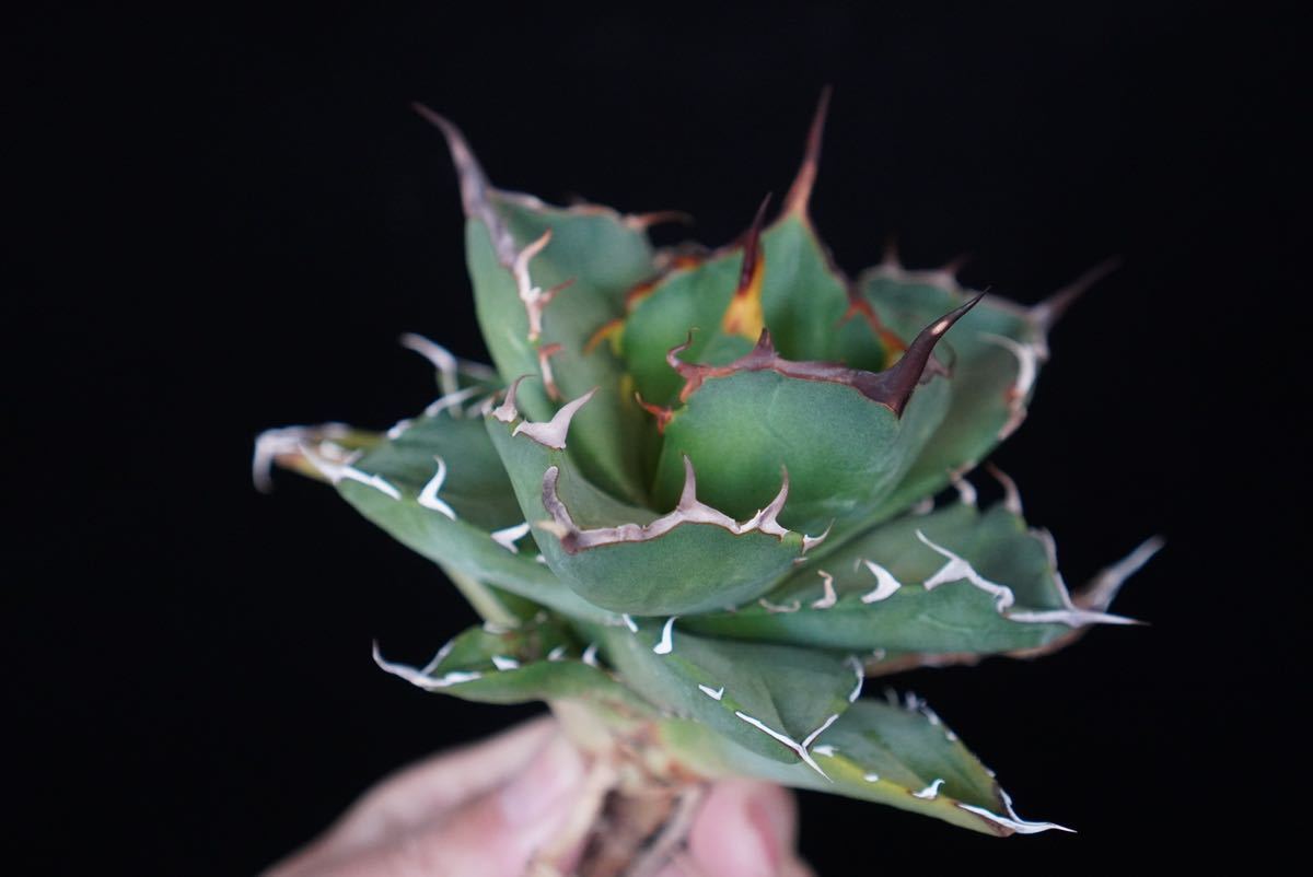 S727 アガベ agave チタノタ 白鯨 強棘 胴切り 16子株 アガベ
