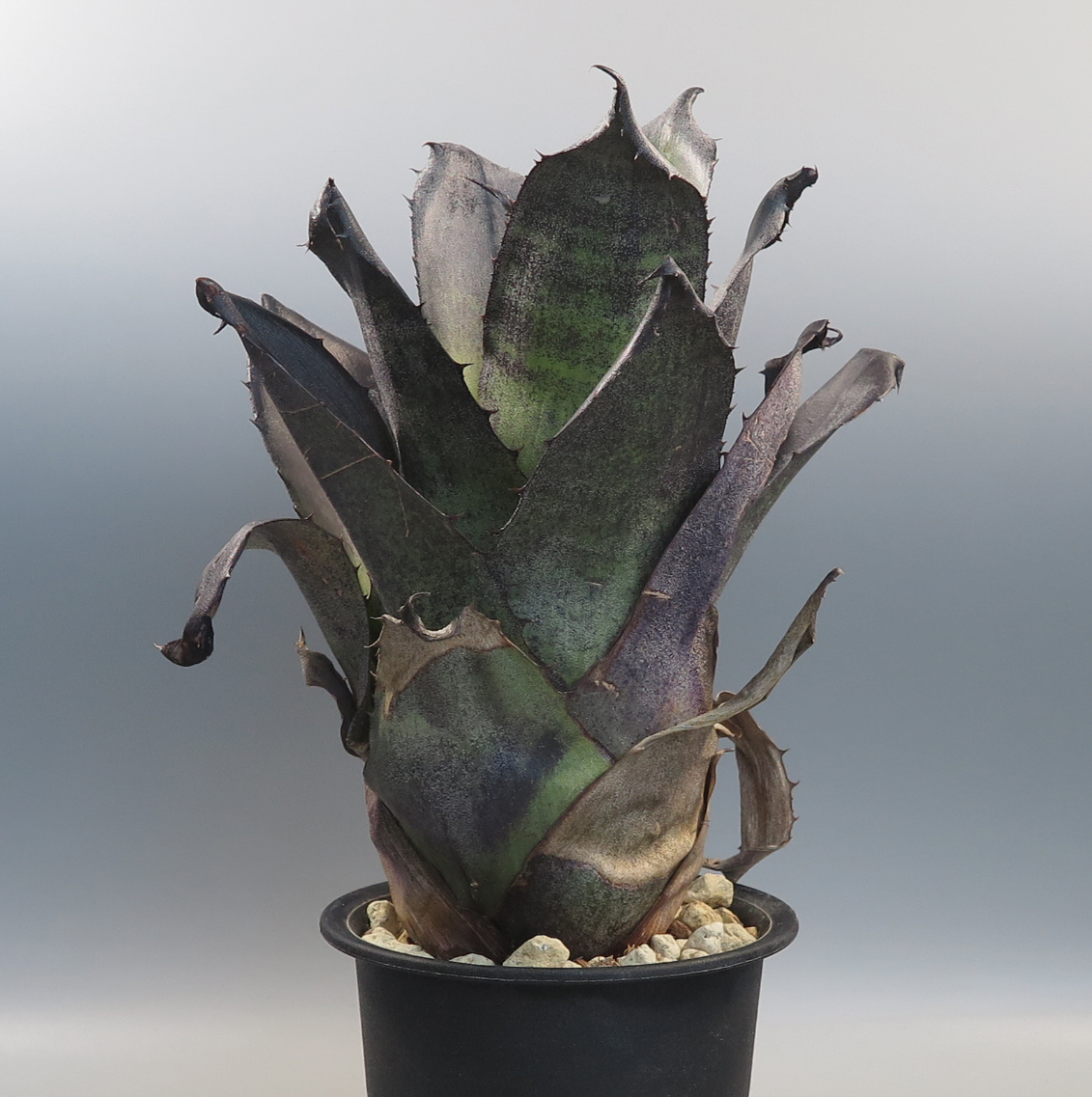 ブロメリア・エアープランツ Hohenbergia Black Raijin Hohenbergia Black Raijin ブロメリア・エアープランツ Hohenbergia