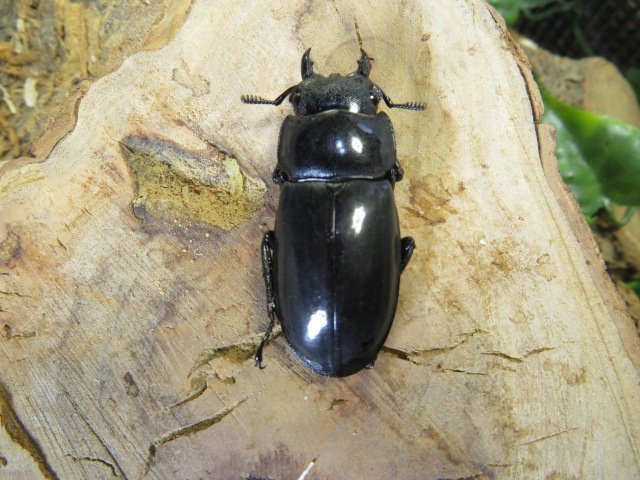 成虫　マンディブラリスフタマタクワガタ販売　♂106ミリ♀45ミリ・アリスト