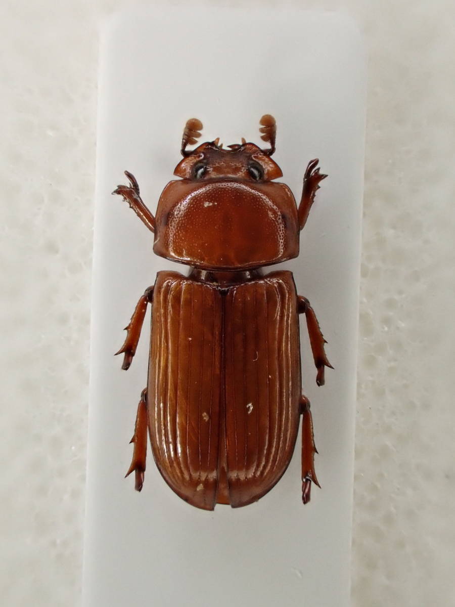 ★☆彡超級人気アイテム！！絶対入手！！◆ビンテージ加工◆インディゴ◆ニット◆セーター◆色落ち◆カーディガン◆インディゴブルー◆M