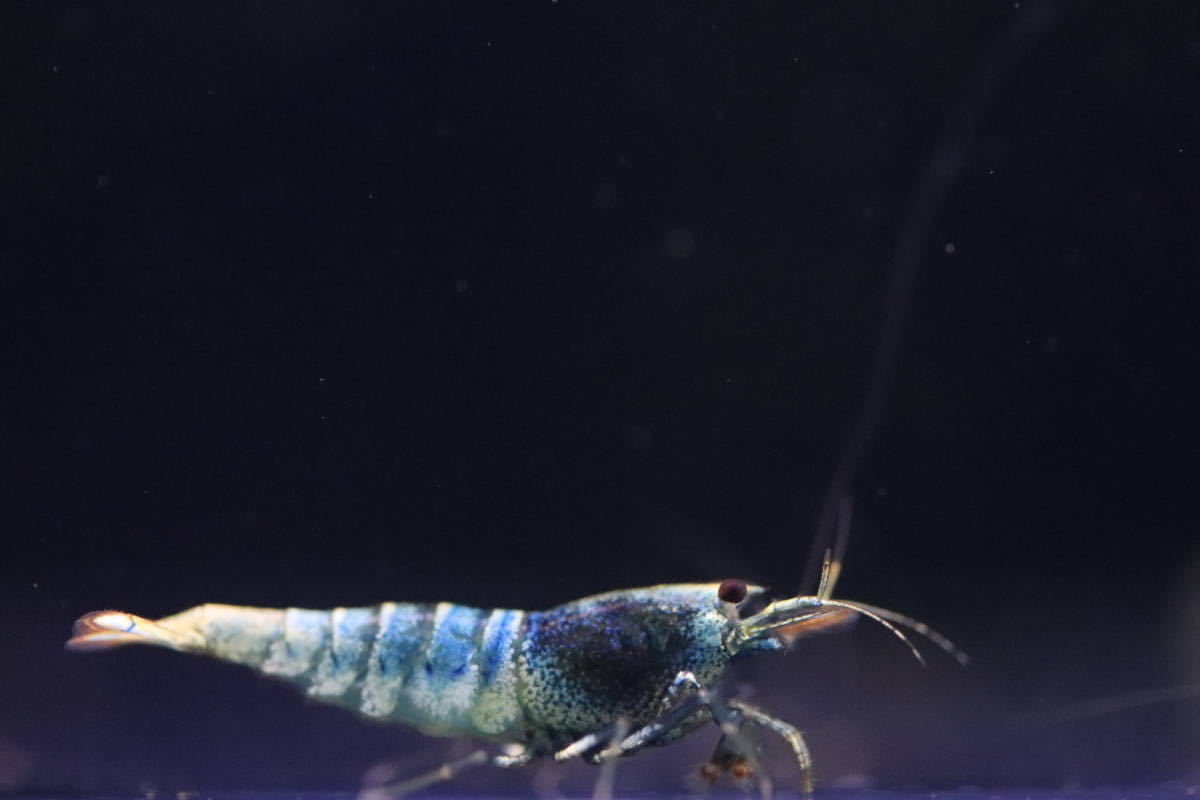 ZEUS ジェネレーション血統 ZEUS ジェネレーション血統