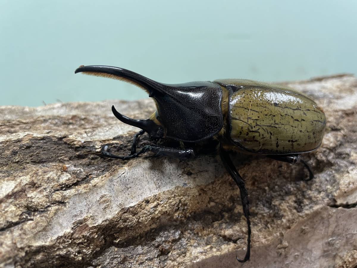 ヘラクレスオオカブト ギネス血統 オス一頭 カブトムシ