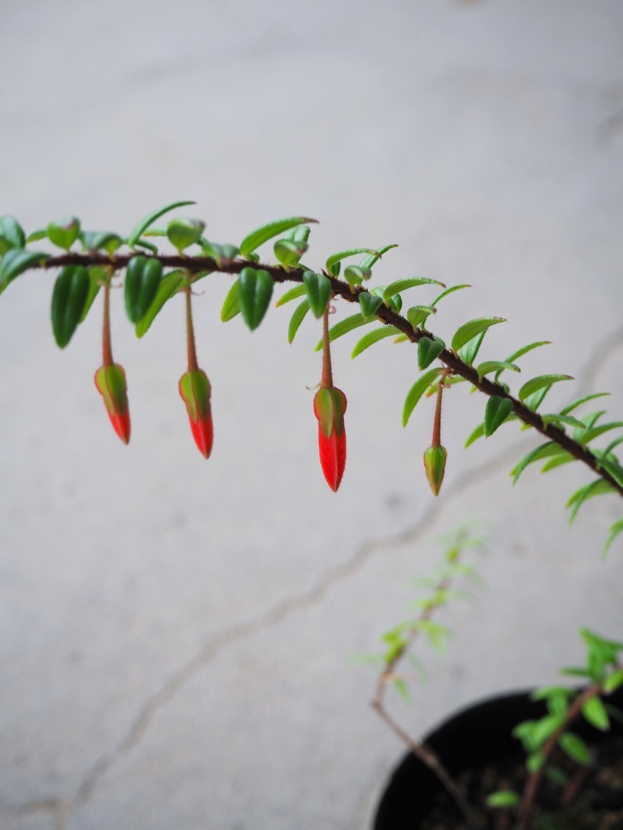 アガペテス Agapetes hosseana 塊根植物 熱帯植物 原種 2